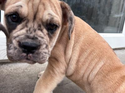 Bulldog x French bulldog pups ready for new home