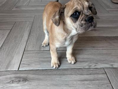 Bulldog x French bulldog pups ready for new home