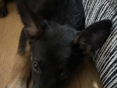 German Shepherd puppies in Kildare