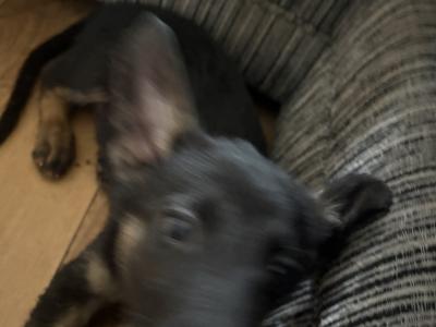 German Shepherd puppies in Kildare