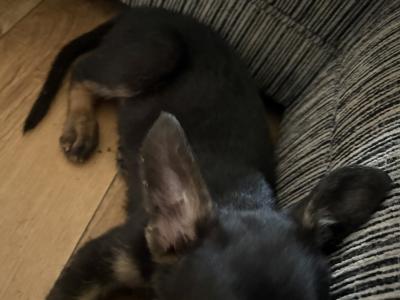 German Shepherd puppies in Kildare