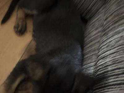 German Shepherd puppies in Kildare
