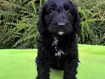 Beautiful  Cockapoo puppies available in Waterford 🐶