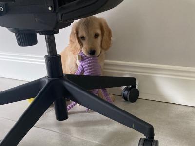 Unique & Beautiful Golden Cogol Puppy (Cocker-Golden) - Rare Find