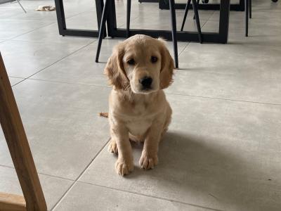 Unique & Beautiful Golden Cogol Puppy (Cocker-Golden) - Rare Find