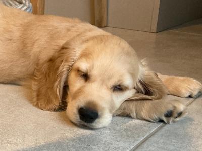 *ON HOLD* Golden Cogol puppy (Cocker Spaniel x Golden Retriever) - Rare Find in Kerry
