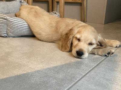 Unique & Beautiful Golden Cogol Puppy (Cocker-Golden) - Rare Find
