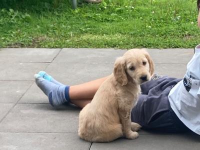 Unique & Beautiful Golden Cogol Puppy (Cocker-Golden) - Rare Find