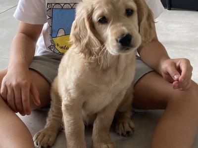 Unique & Beautiful Golden Cogol Puppy (Cocker-Golden) - Rare Find