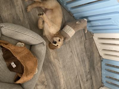 Unique & Beautiful Golden Cogol Puppy (Cocker-Golden) - Rare Find
