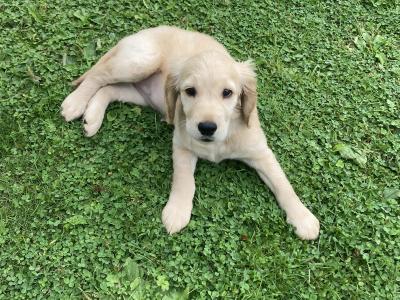 Unique & Beautiful Golden Cogol Puppy (Cocker-Golden) - Rare Find