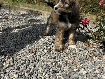Standard Bernedoodle puppies in Wexford