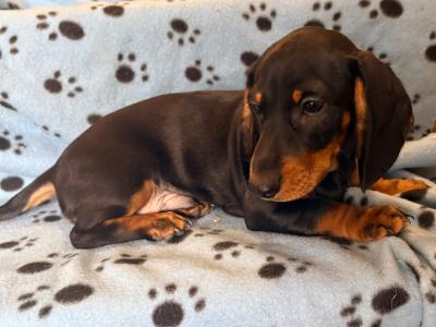 Last two Dachshund puppies in Kildare !!! Standard Size!!!