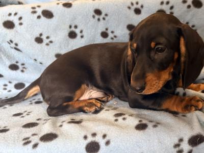Last two Dachshunds !!! Standard Size!!!