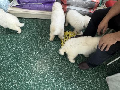 Beautiful Samoyed IKC Registered