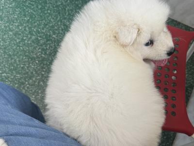 Beautiful Samoyed IKC Registered