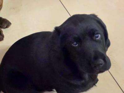 Beautiful Black Labrador female puppy