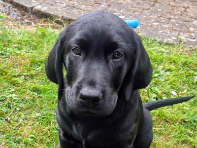 Beautiful Black Labrador female puppy