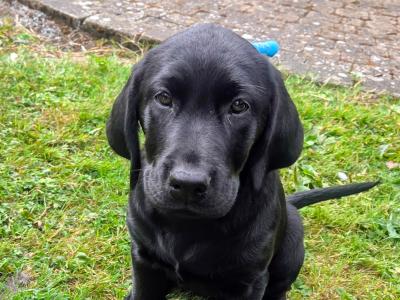 Beautiful Black Labrador female puppy
