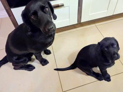 Beautiful Black Labrador female puppy