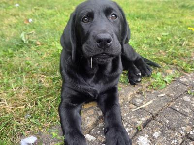 Beautiful Black Labrador female puppy