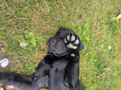 Beautiful Black Labrador female puppy