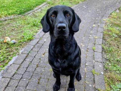 Beautiful Black Labrador female puppy