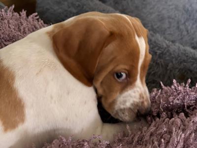English Pointer puppies for sale in Sligo
