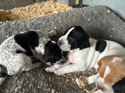 English Pointer puppies for sale in Sligo