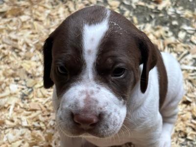 English Pointer puppies for sale in Sligo