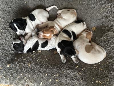 English Pointer puppies for sale in Sligo
