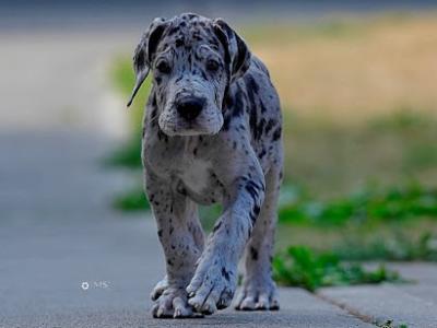 Exceptional IKC Registered (pending) Great Dane puppies in Dublin – Champion European Bloodlines