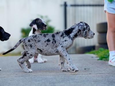 Exceptional IKC Registered (pending) Great Dane puppies in Dublin – Champion European Bloodlines
