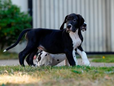 Exceptional IKC Registered (pending) Great Dane puppies in Dublin – Champion European Bloodlines
