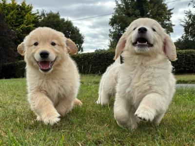 Pedigree Golden Retriever Puppies (IKC PENDING)