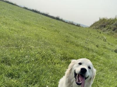 Pedigree Golden Retriever Puppies (IKC PENDING)