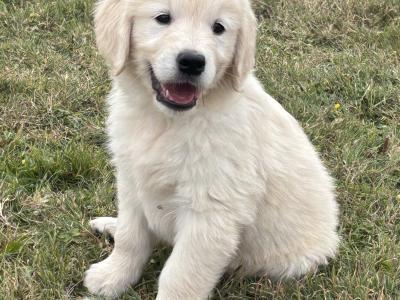 Pedigree Golden Retriever Puppies (IKC PENDING)