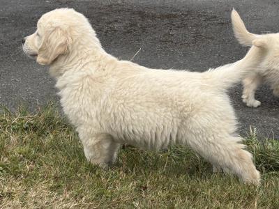 Pedigree Golden Retriever Puppies (IKC PENDING)