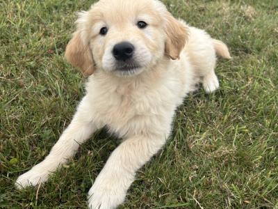 Pedigree Golden Retriever Puppies (IKC PENDING)