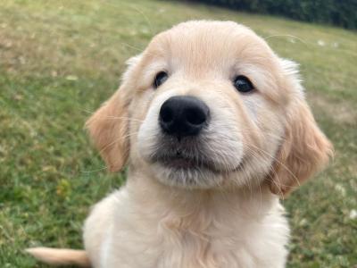 Gorgeous IKC Registered (pending) Golden Retriever puppies in Cork