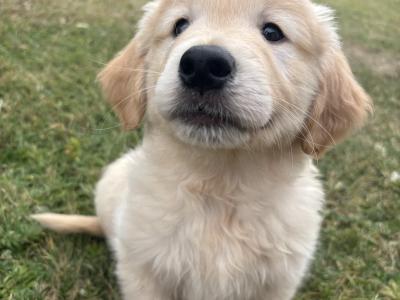 Pedigree Golden Retriever Puppies (IKC PENDING)