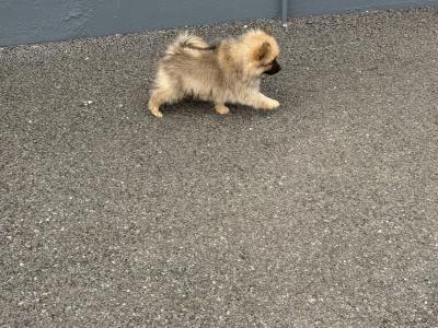 Pomeranian pups