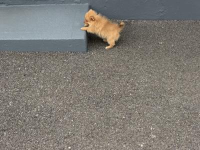 Pomeranian pups