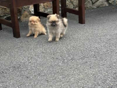 Pomeranian pups