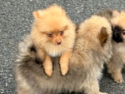 Pomeranian pups