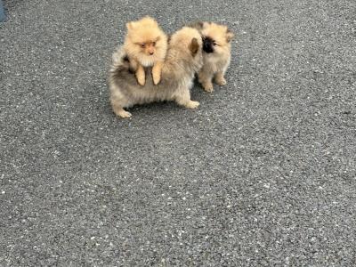 Pomeranian pups