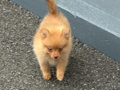 Pomeranian puppies in Wexford