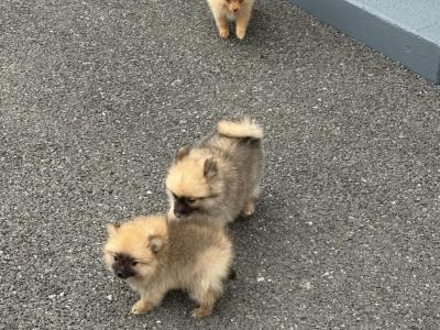 Pomeranian pups