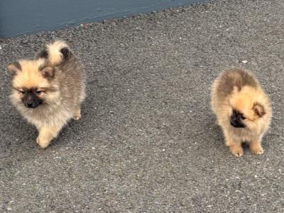 Pomeranian pups
