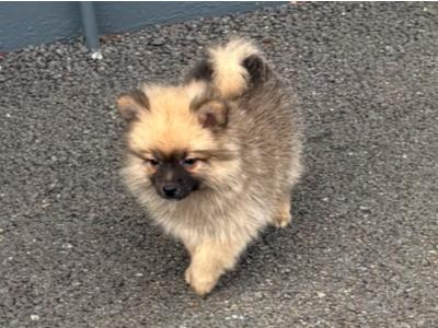 Pomeranian pups